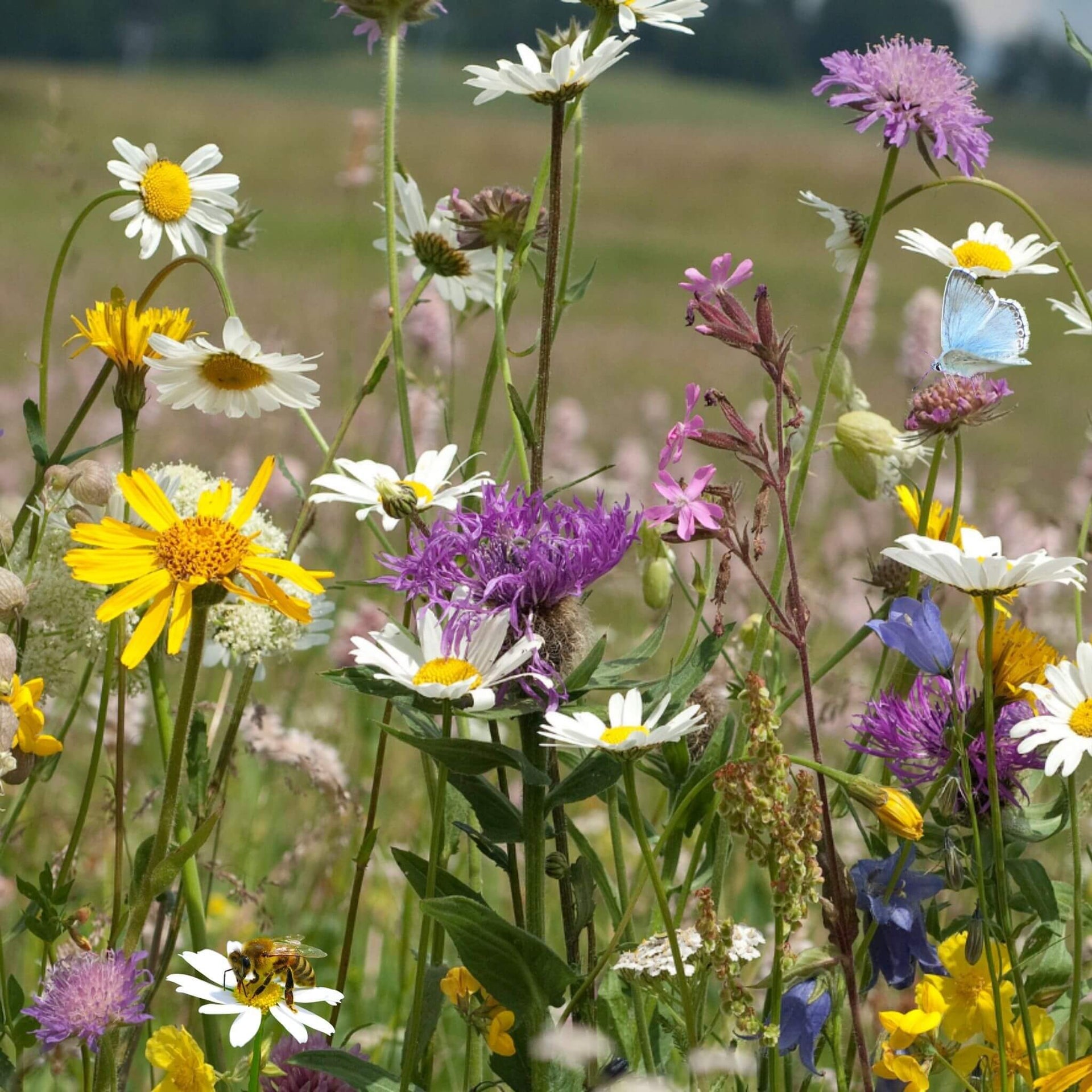 How to Sow Wildflower Seeds When to Sow Wildflowers Ireland