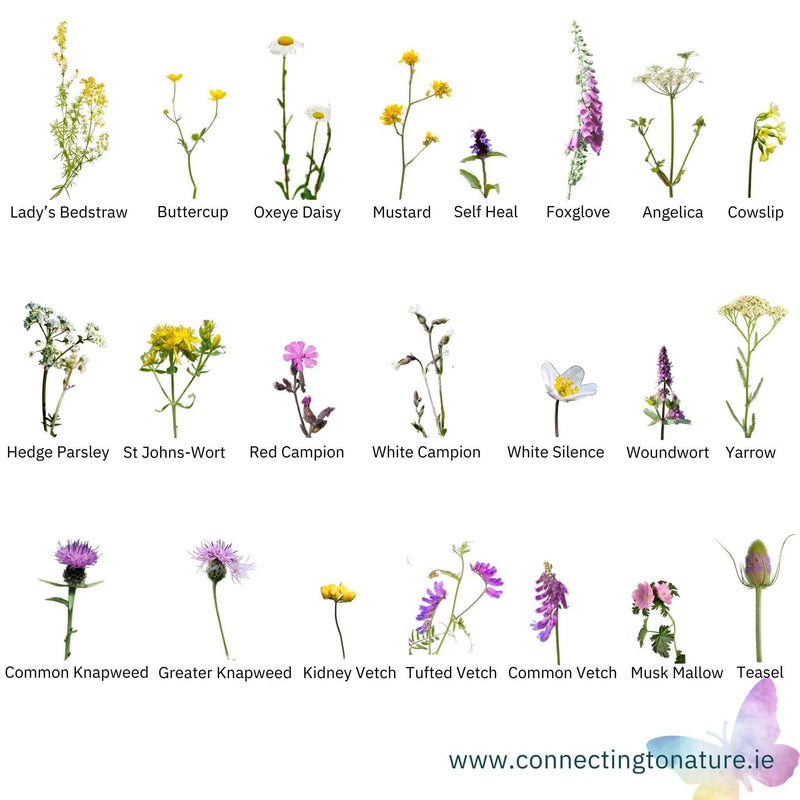 BloomingNative  Wildflower Seed Only Shaded Areas 100% Wildflower Seed Mix