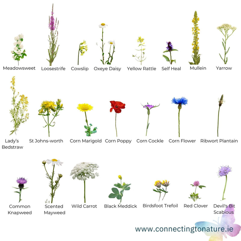 BloomingNative Wildflower Seed Only 500g | 180-250m² Traditional Irish Native Wildflower Mix Large Bag