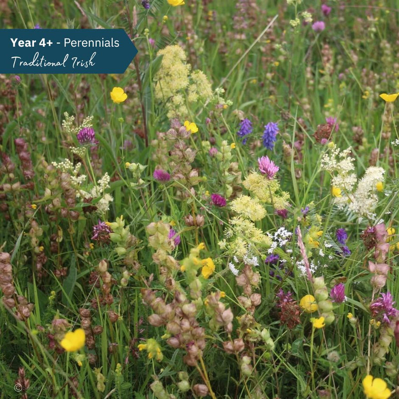 BloomingNative Wildflower Seed Only Traditional Irish Native Wildflower Mix Large Bag