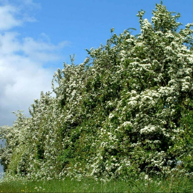 Connecting to Nature 5-8m | 25 Trees Bareroot Hawthorn Hedging | 25 Trees