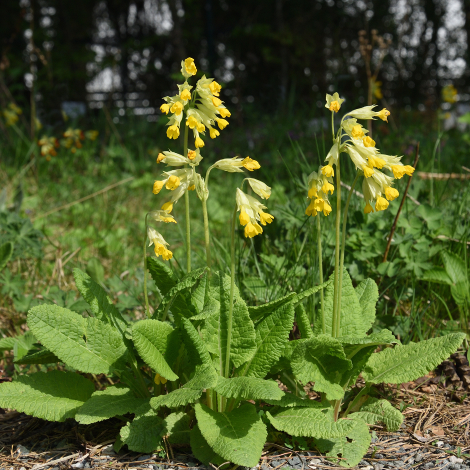 Connecting to Nature 6g Cowslip Native Wildflower Seed