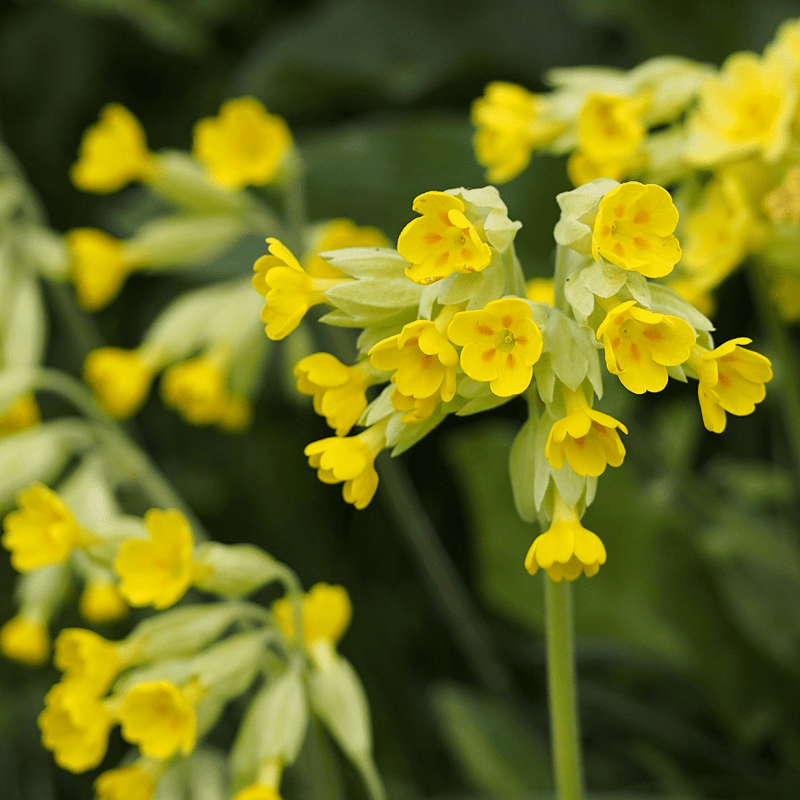 Connecting to Nature 6g Cowslip Native Wildflower Seed