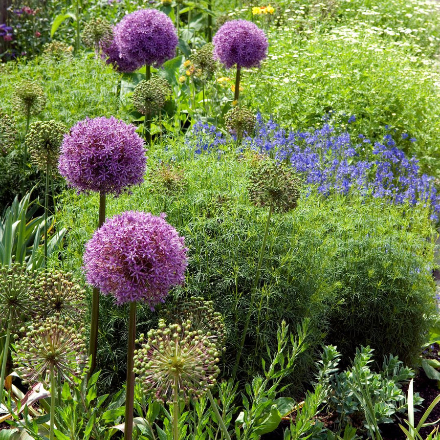 Connecting to Nature Allium Christophii Bulbs | Large Flowering