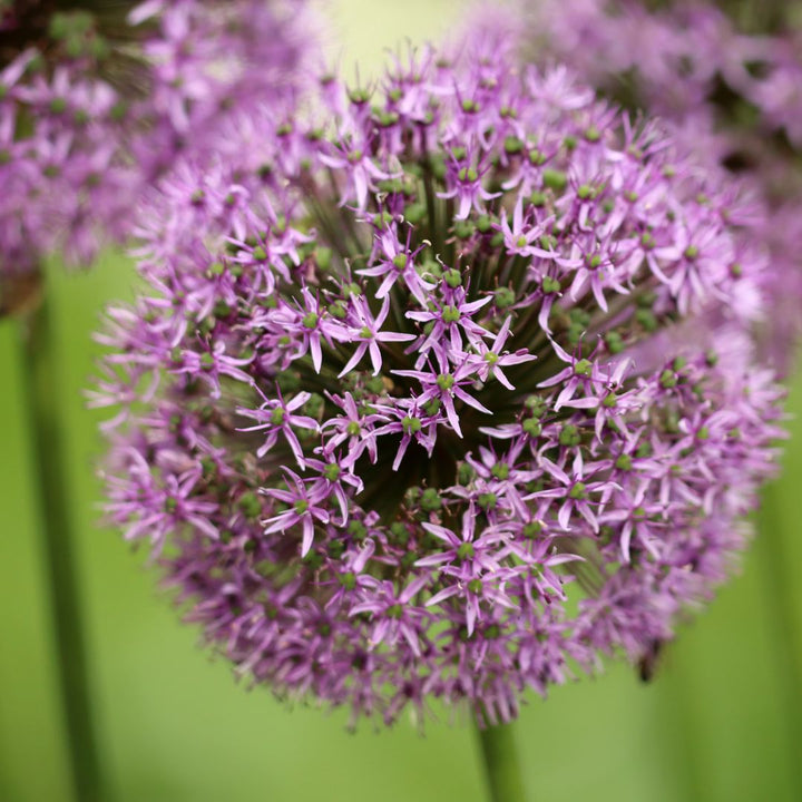 Connecting to Nature Allium Christophii Bulbs | Large Flowering