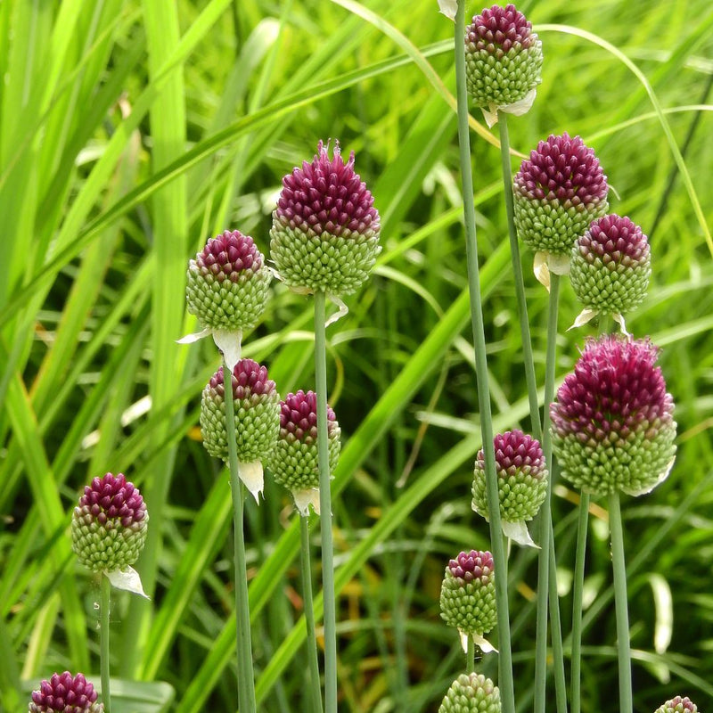 Connecting to Nature Allium Sphaerocephalon Bulbs | Small Flowering &