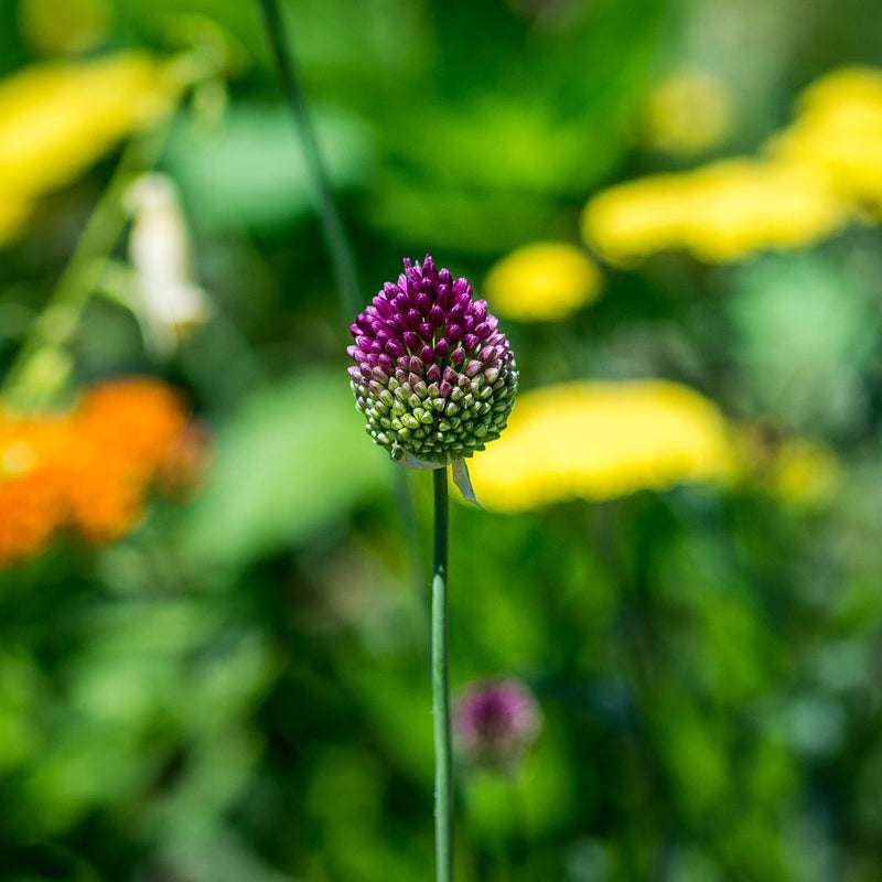 Connecting to Nature Allium Sphaerocephalon Bulbs | Small Flowering &