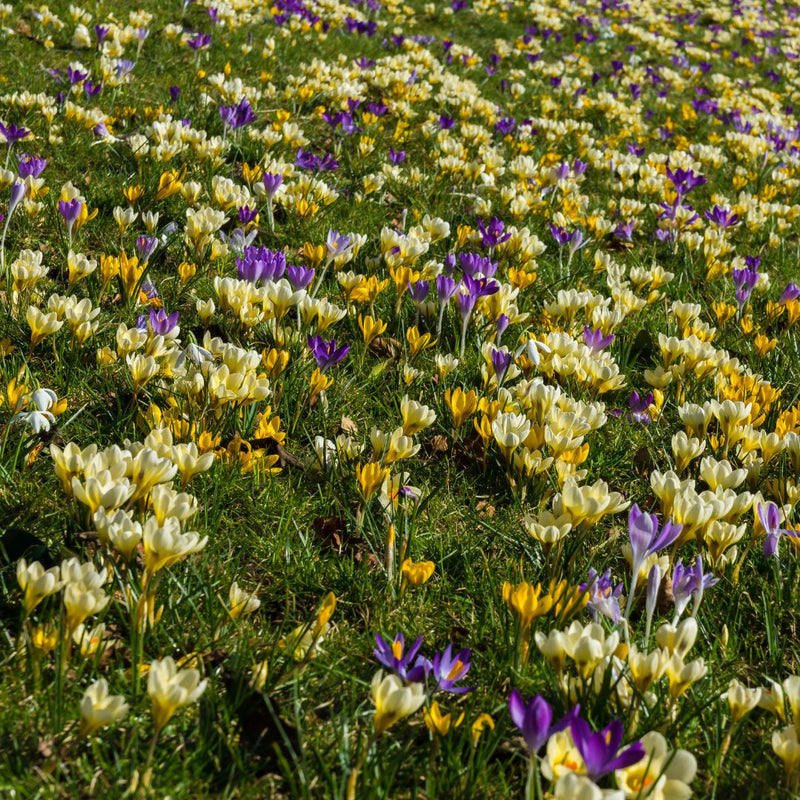 Connecting to Nature Crocus Bulbs, Mixed Species