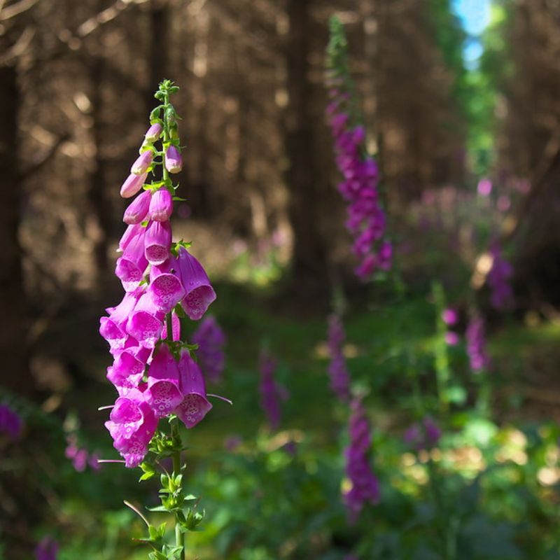 Connecting to Nature Foxglove Irish Native Wildflower Seed