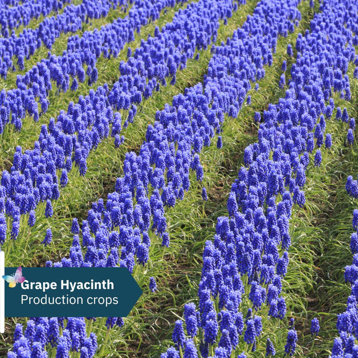 Connecting to Nature Grape Hyacinth - Muscari Armeniacum Bulbs
