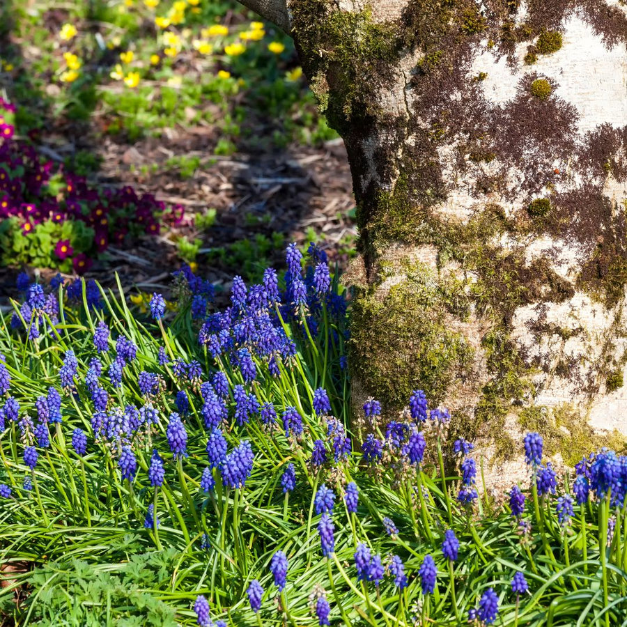 Connecting to Nature Grape Hyacinth - Muscari Armeniacum Bulbs