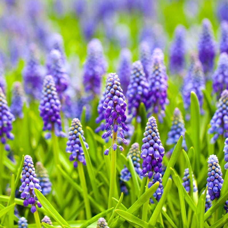 Connecting to Nature Grape Hyacinth - Muscari Armeniacum Bulbs