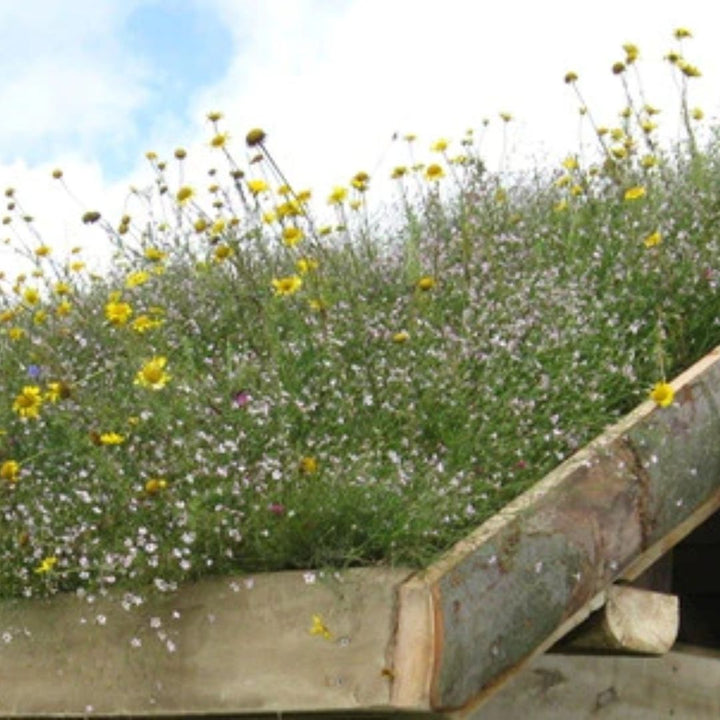 Connecting to Nature Green Roof Native Wildflower Seed Mix