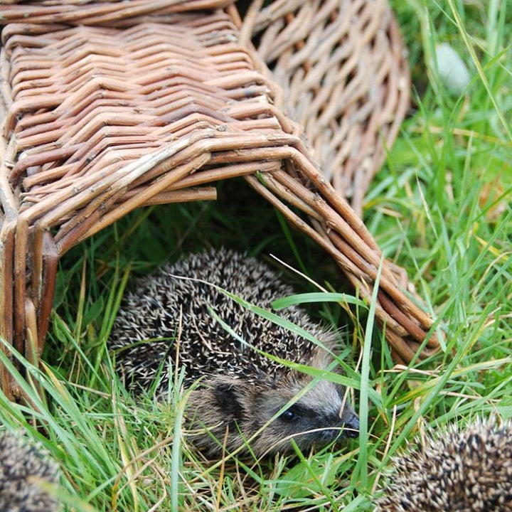 Connecting to Nature Hedgehog Basket