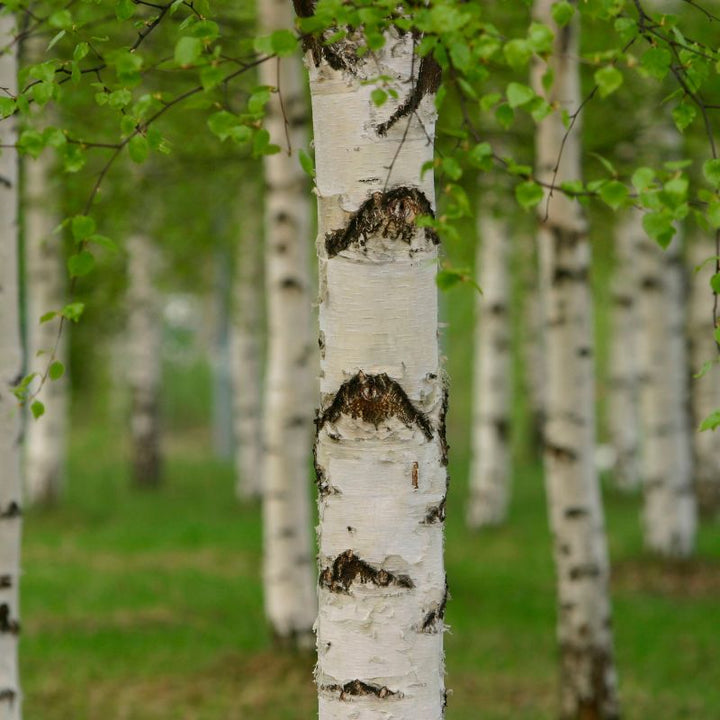 Connecting to Nature Hedging Birch Trees | Irish Native Bare-root Whips