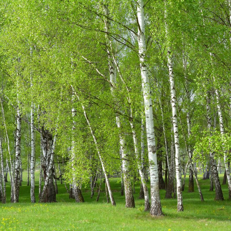 Irish Native Birch Trees | Bare-root Whips | Buy Online – Connecting to ...