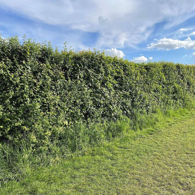 Connecting to Nature Hedging Easy Cut Irish Native Hedgerow Mix