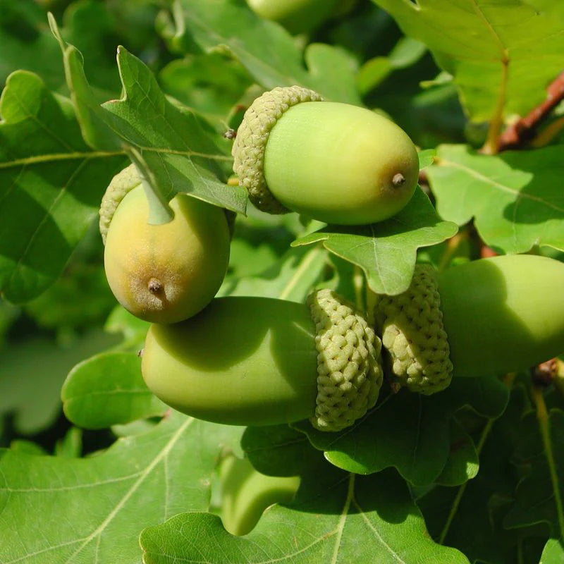 Connecting to Nature Hedging Oak Tree | Irish Native Bare-root Whips