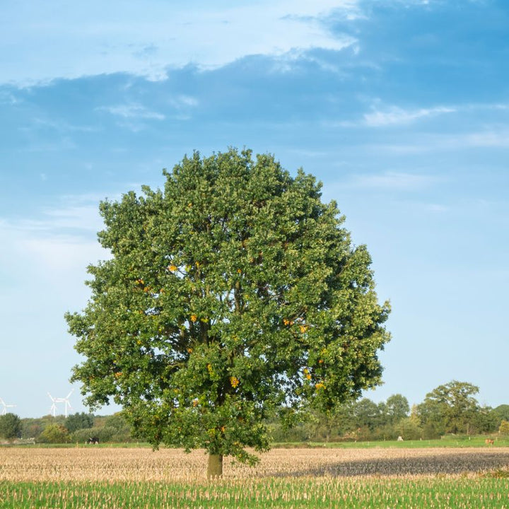 Connecting to Nature Hedging Oak Tree | Irish Native Bare-root Whips