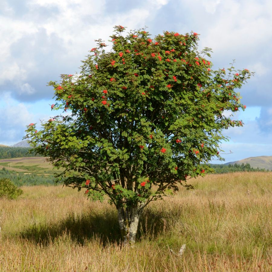 Rowan Trees | Irish Native Bare-root Whips – Connecting to Nature