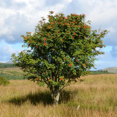 Connecting to Nature Hedging Rowan Trees | Irish Native Bare-root Whips