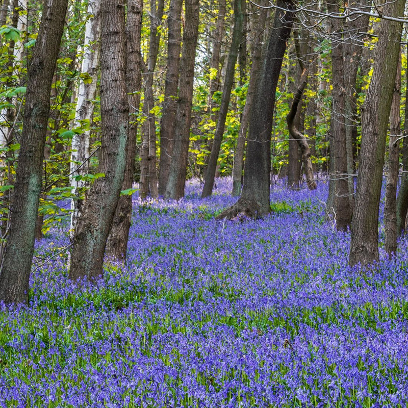 Connecting to Nature Irish Native Bluebell Bulbs | Hyacinthoides Non Scripta