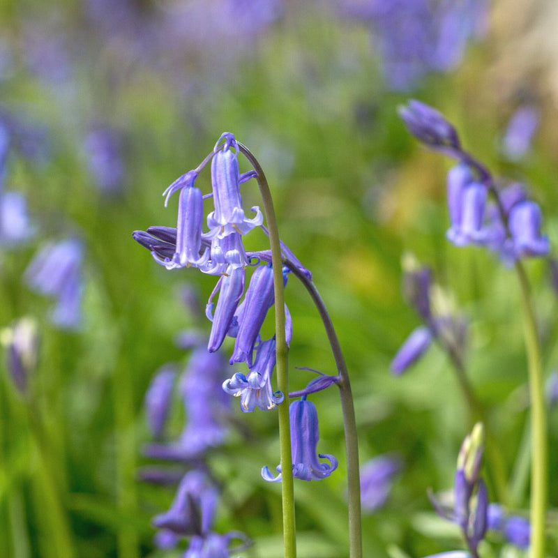 Connecting to Nature Irish Native Bluebell Bulbs | Hyacinthoides Non Scripta