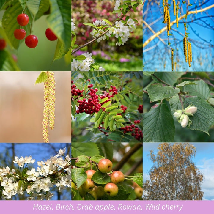 Connecting to Nature Large Garden Woodland Pack | Irish Native trees suitable for gardens