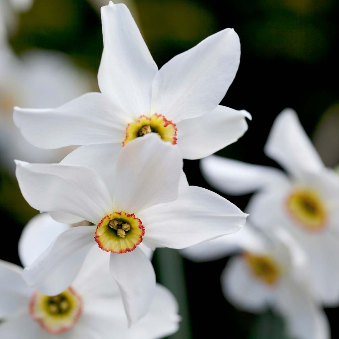 Connecting to Nature Pheasant Eye Daffodil  - Irish Produced Bulbs
