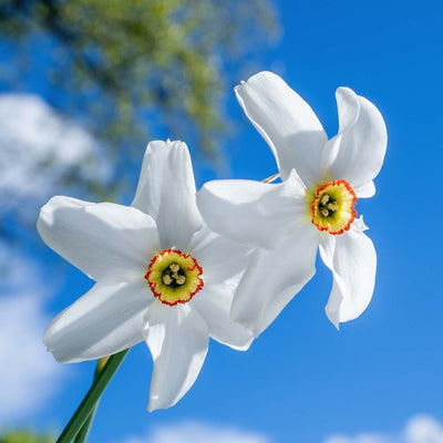Connecting to Nature Pheasant Eye Daffodil  - Irish Produced Bulbs