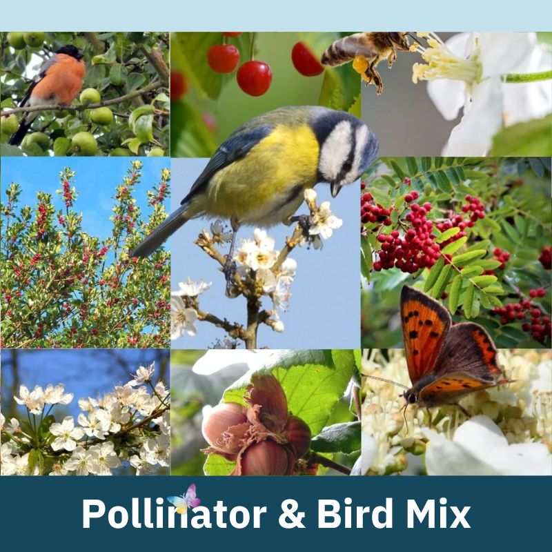 Connecting to Nature Pollinator & Bird Irish Native Hedgerow Mix