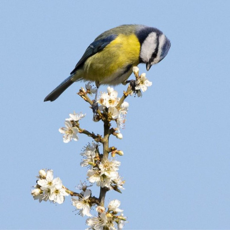 Connecting to Nature Pollinator & Bird Irish Native Hedgrow Mix