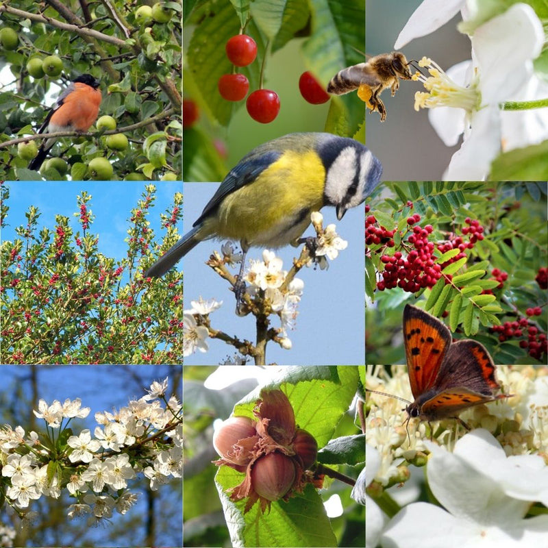 Connecting to Nature Pollinator & Bird Irish Native Hedgrow Mix
