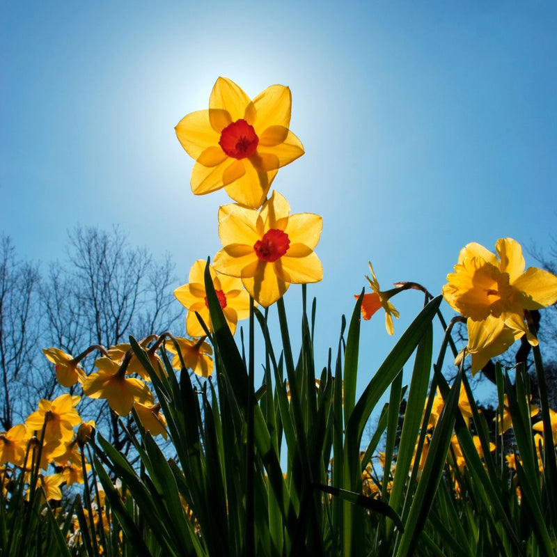 Connecting to Nature Scented Daffodil Martinette - Irish Produced Bulbs