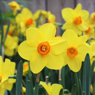 Connecting to Nature Scented Daffodil Martinette - Irish Produced Bulbs
