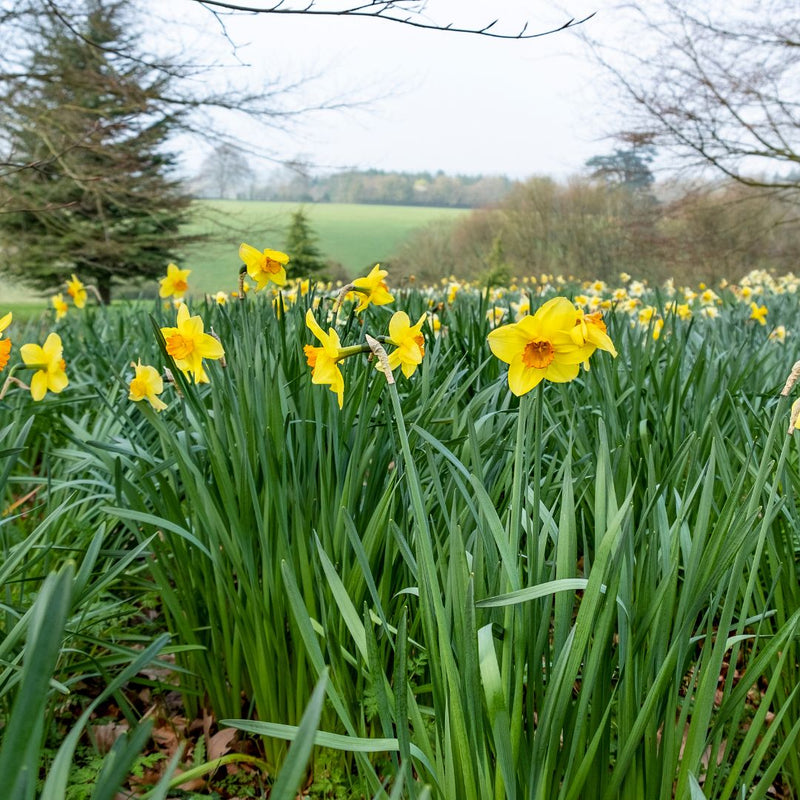 Connecting to Nature Scented Daffodil Martinette - Irish Produced Bulbs