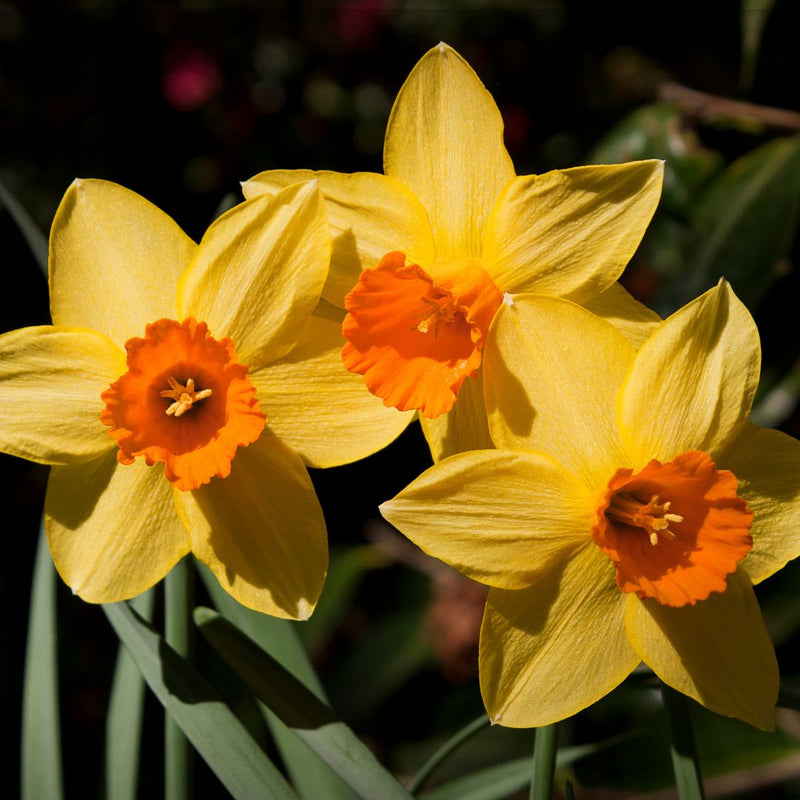 Connecting to Nature Scented Daffodil Martinette - Irish Produced Bulbs