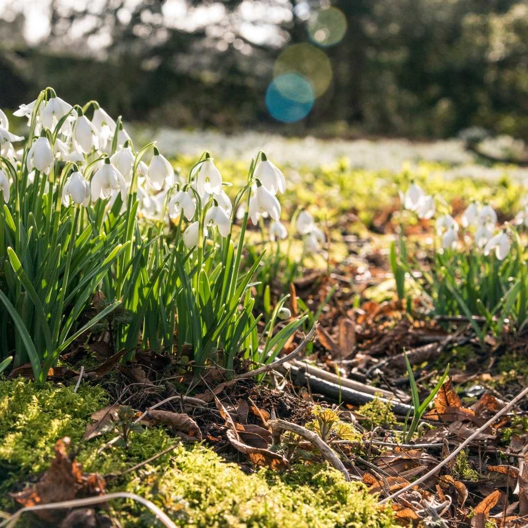 Connecting to Nature Snowdrops Bulbs | Galanthus Nivalis