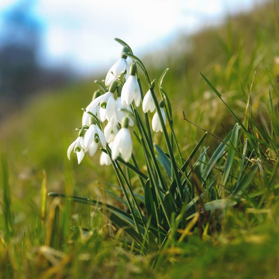 Irish Snowdrops Bulbs (Galanthus Nivalis) | Buy online Ireland ...