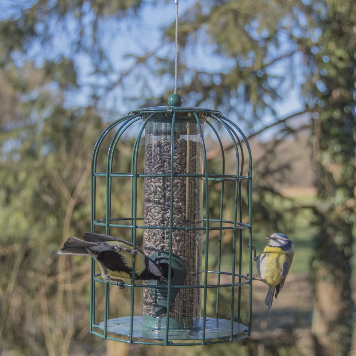 Caged bird store feeder