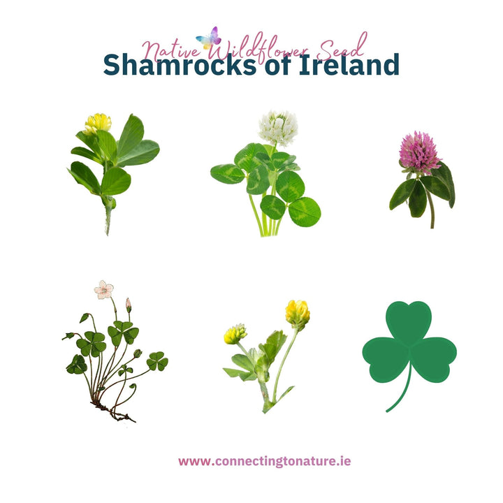 Connecting to Nature St Patrick's Day Shamrock Mix | Native Wildflower Seed Mix