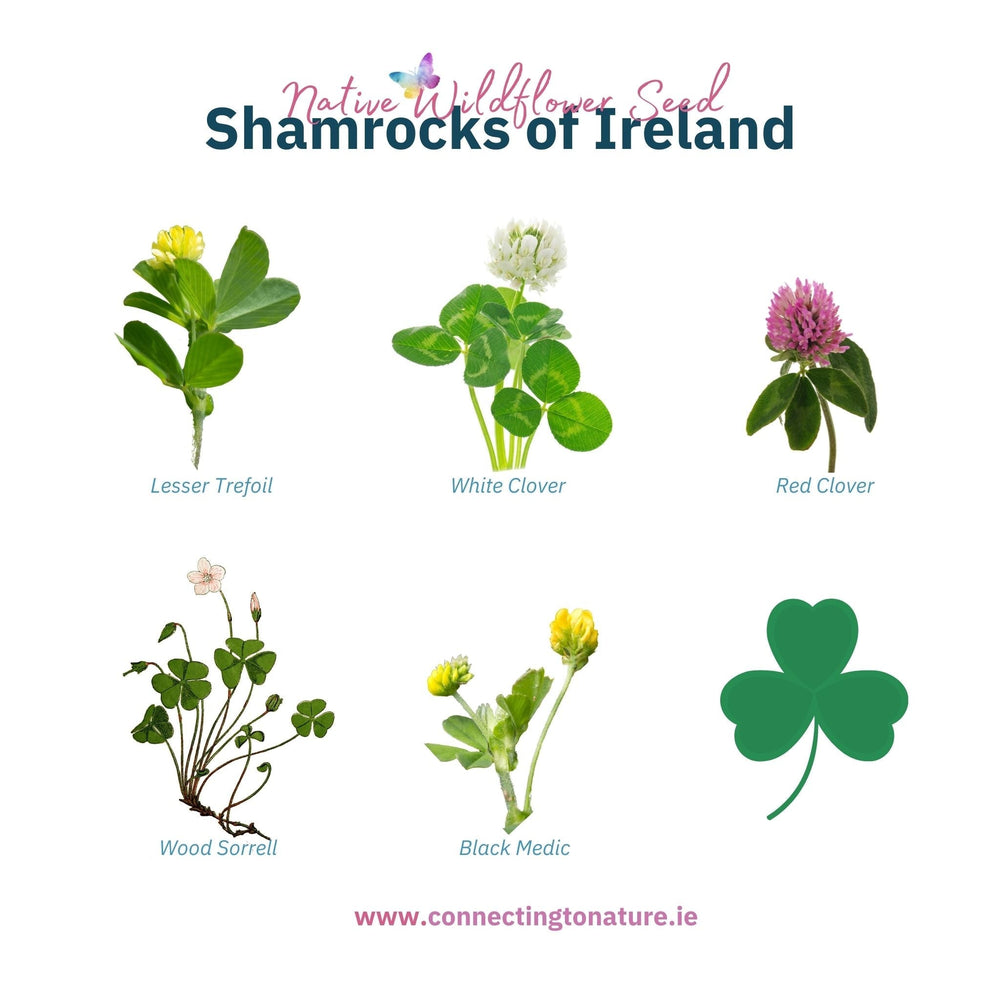 Connecting to Nature St Patrick's Day Shamrock Mix | Native Wildflower Seed Mix