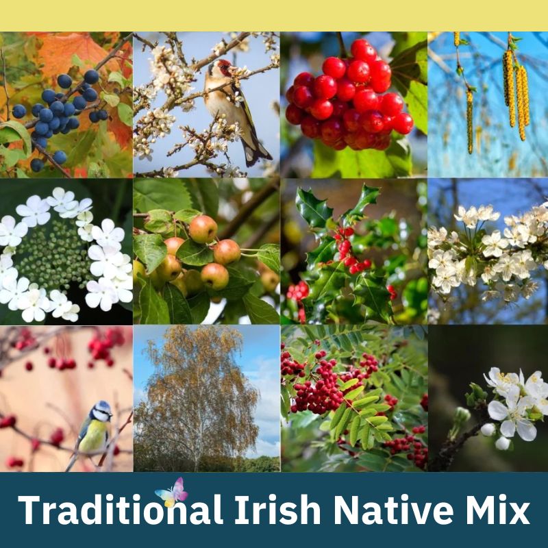 Connecting to Nature Traditional Irish Native Hedgerow Mix
