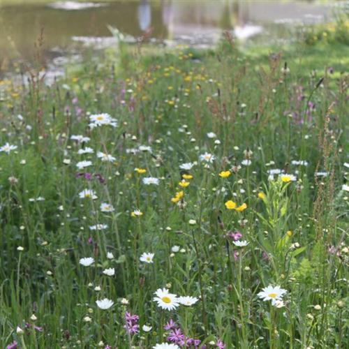 Connecting to Nature Wildflower Seed Only Wetlands Native Wildflower Seed Mix