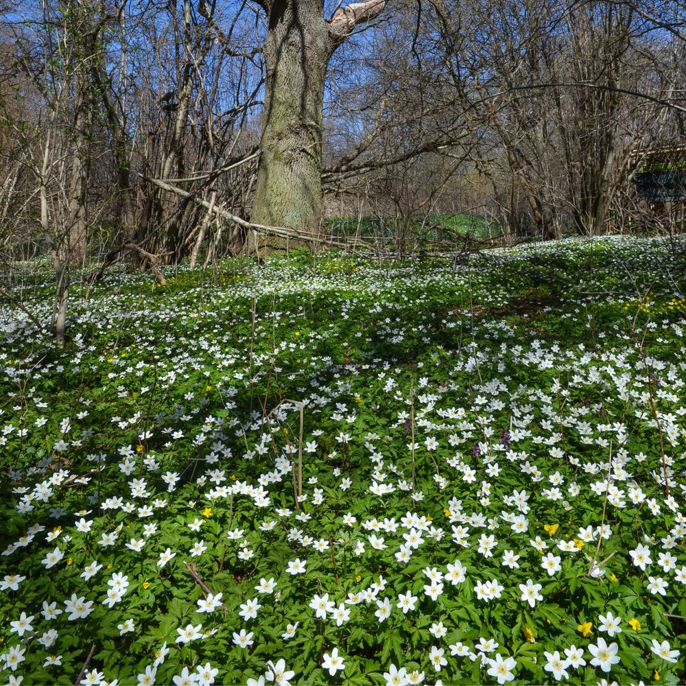 Connecting to Nature Wood Anemone Nemerosa Bulbs